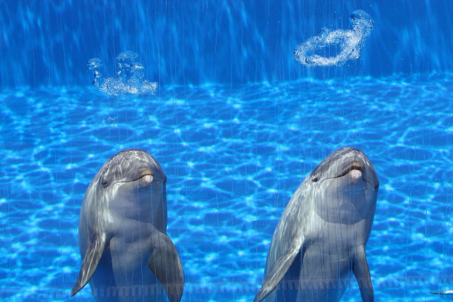 Dauphins aquarium