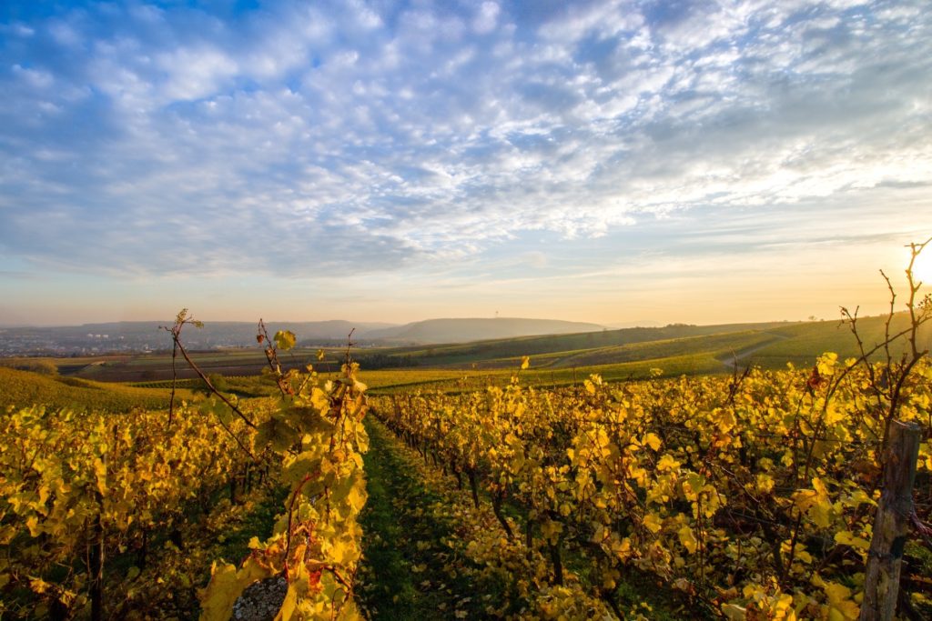 vignobles-chianti