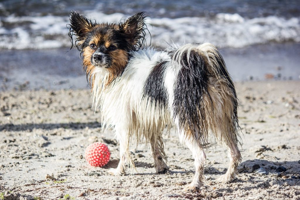 chien-plage-muchosol