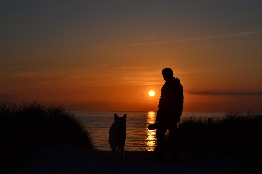 partir-plage-chien