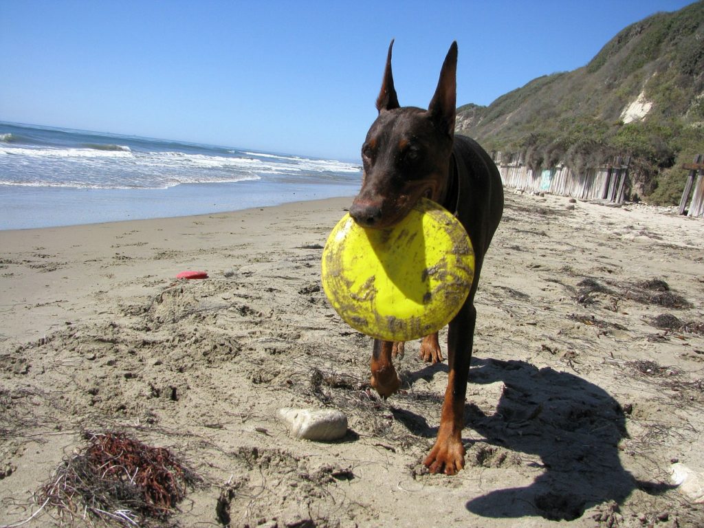 partir-plage-chien