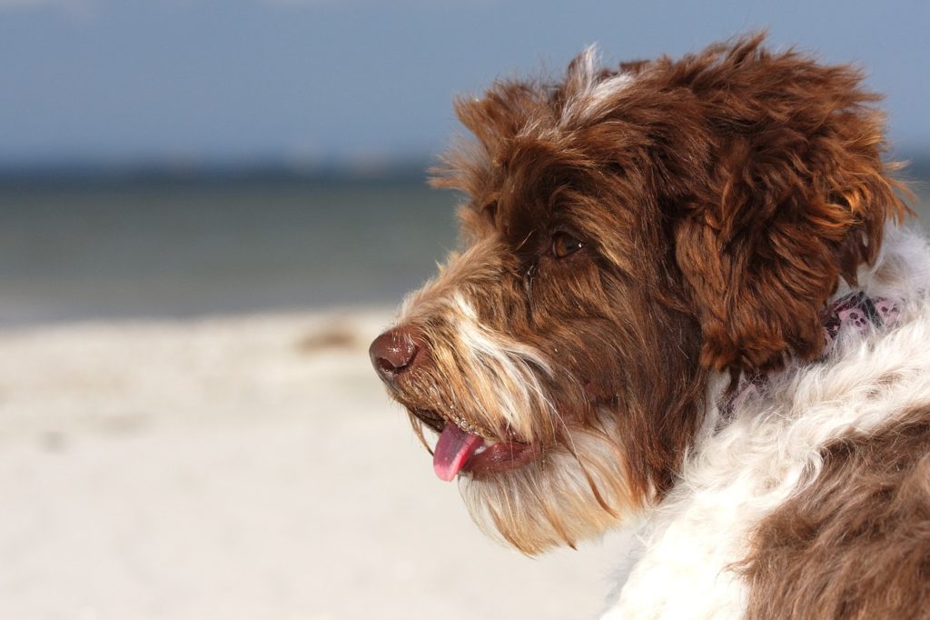 partir-plage-chien-muchosol