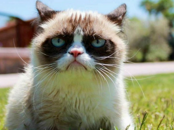 Grumpy cat, un exemple, d'animaux de compagnie qui voyagent avec ses maîtres