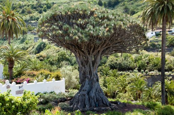 dragon-tree-347596_960_720