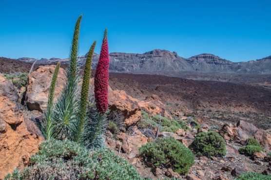 tenerife-1388832_960_720