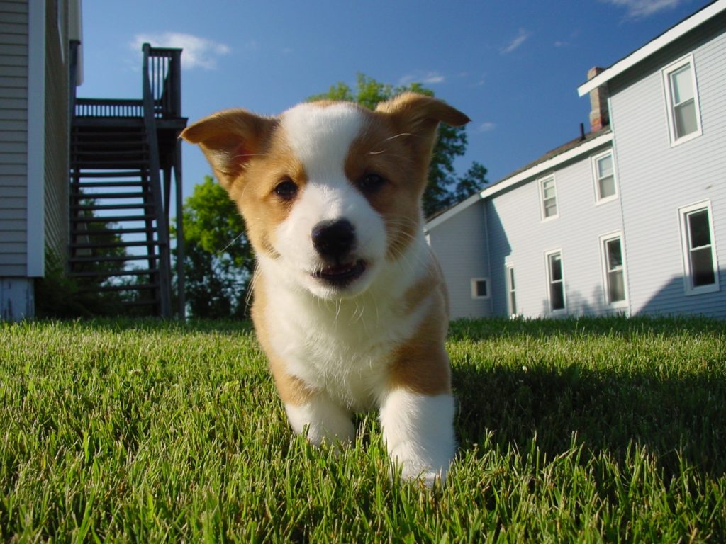 Animaux-de-compagnie-choses-a-faire-Muchosol