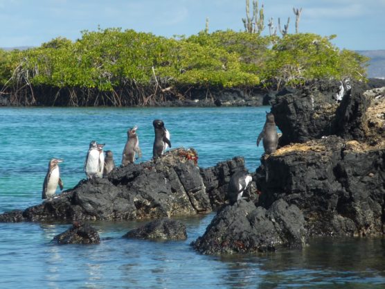 10-lieux-patrimoine-mondial-iles-galapagos-Muchosol.jpg