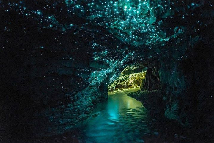 glow worm cave