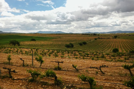 Vignes de Utiel-Requena