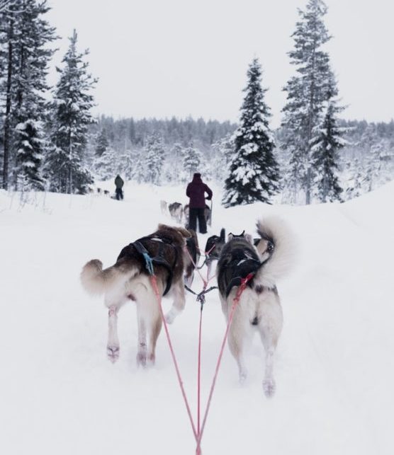 voyager-avec-enfants-andorre-chiens-traineau