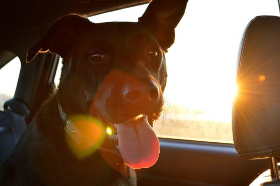 chien-en-voiture