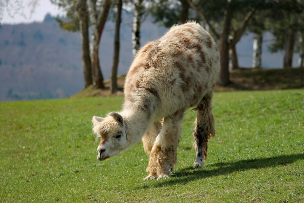 que-voir-alpes-balade-lama