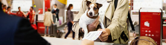 voyage-avec-un-chien-aeroport