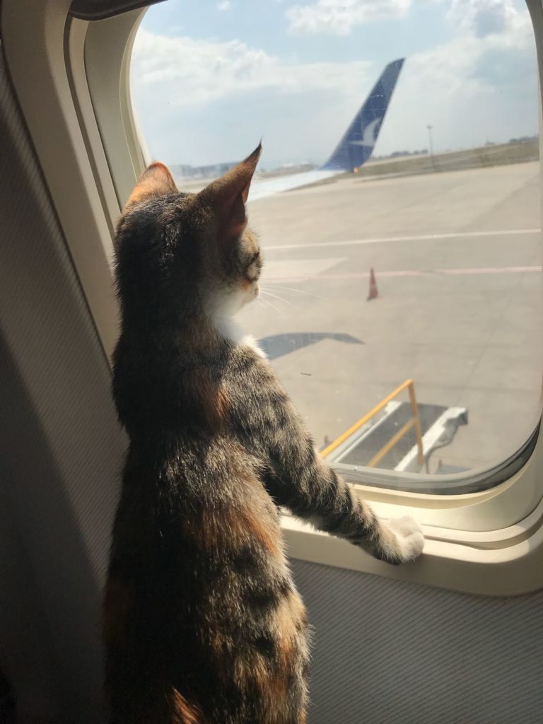 Voyager Avec Un Chien Ou Un Chat Nos Conseils En Voiture Train Ou Avion