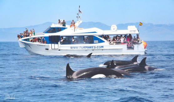 cadix-avec-enfants-excursion-bateau-dauphins-baleines