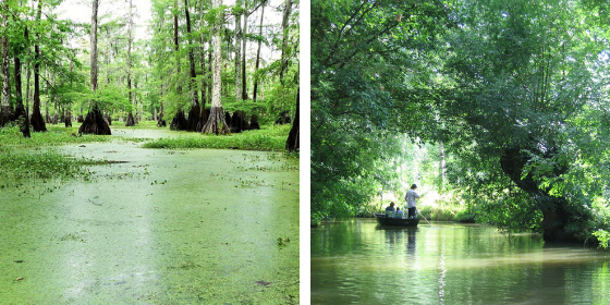 marais-poitevin-bayou-louisianne