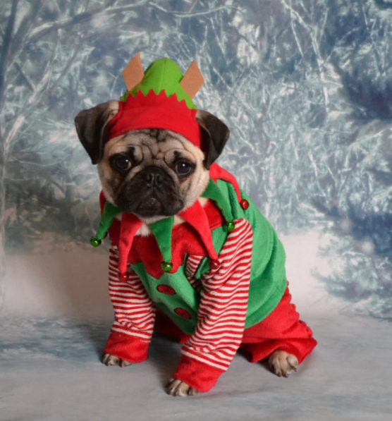 photographier-chien-costume-déguisement