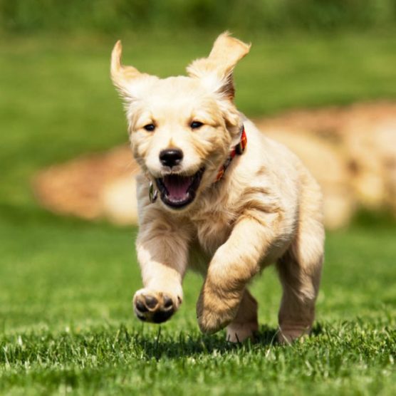 photographier-chien-courir-dehors