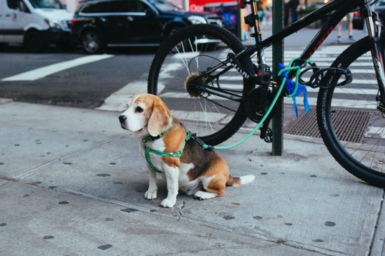 photographier-chien-dehors-extérieur-laisse