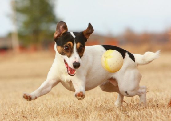 photographier-chien-jouet-balle-dehors