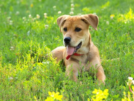 photographier-chien-portrait-dehors