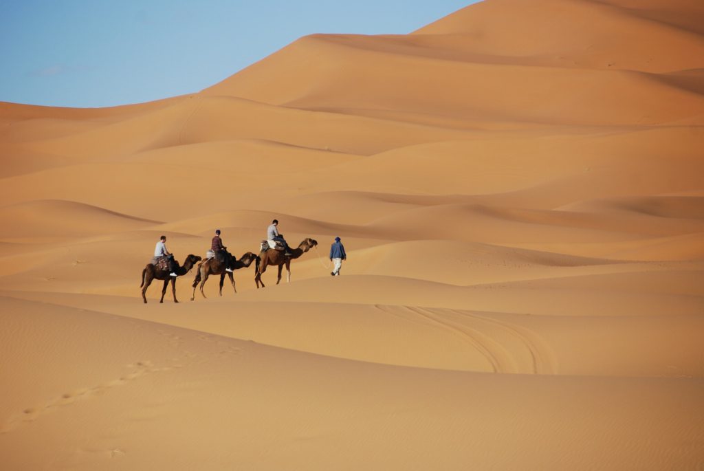 desert-Maroc-Chameaux