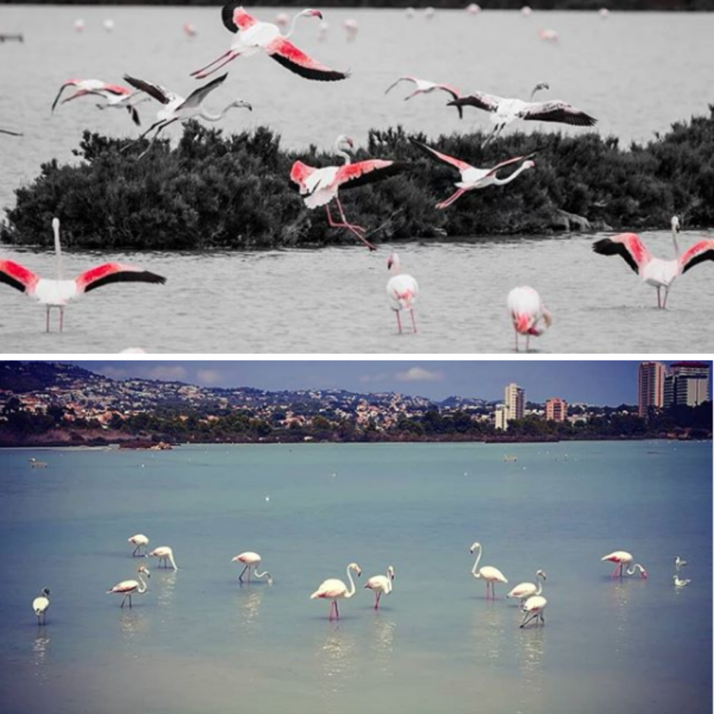 Les-salines-calp-espagne